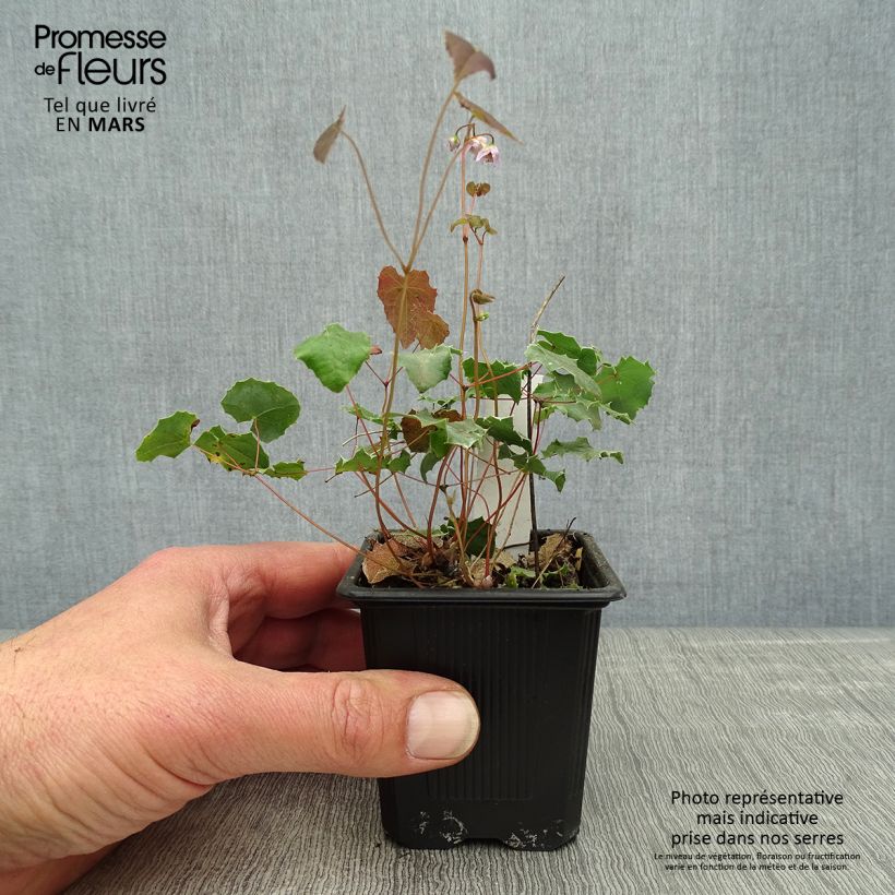Epimedium pauciflorum Vasetto da 8/9 cm esemplare consegnato in primavera