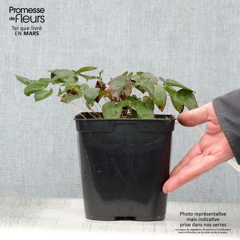 Epimedium perralchicum Fröhnleiten Vaso da 2L/3L esemplare consegnato in primavera