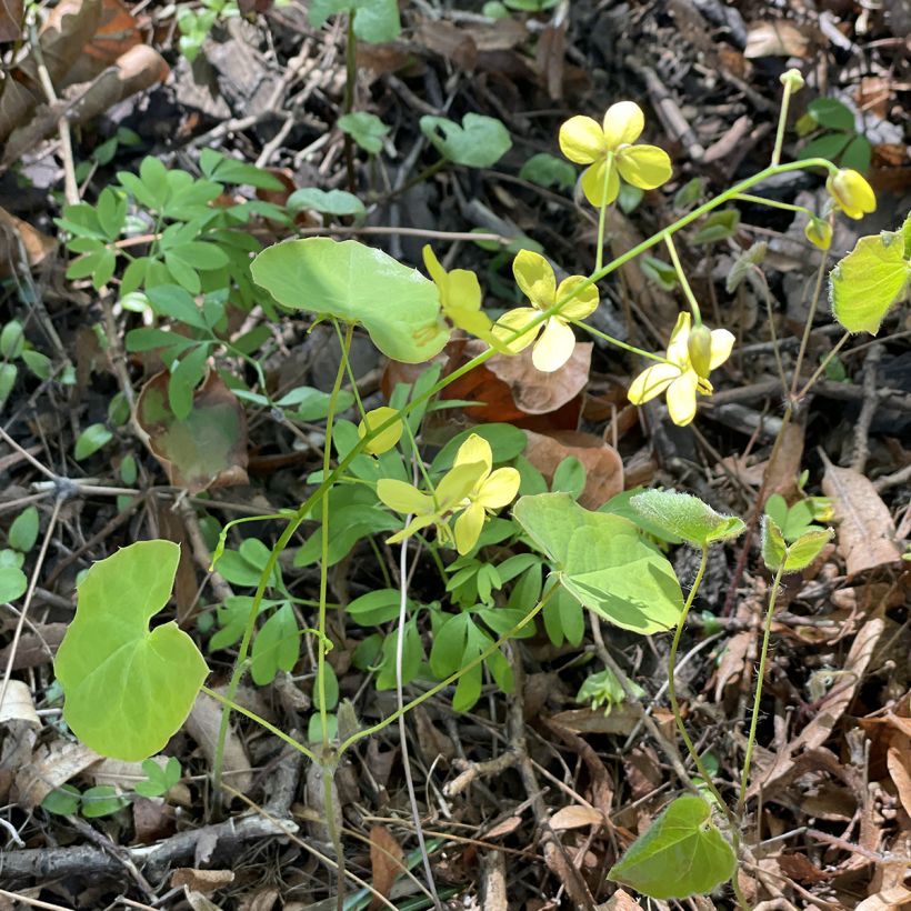 Epimedium perralderianum (Porto)