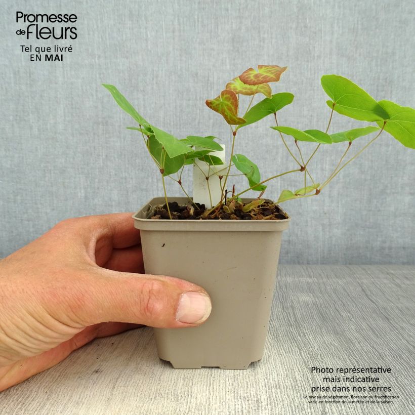 Example of Epimedium pinnatum subsp. colchicum Black Sea Vasetto da 8/9 cm as you get in printemps