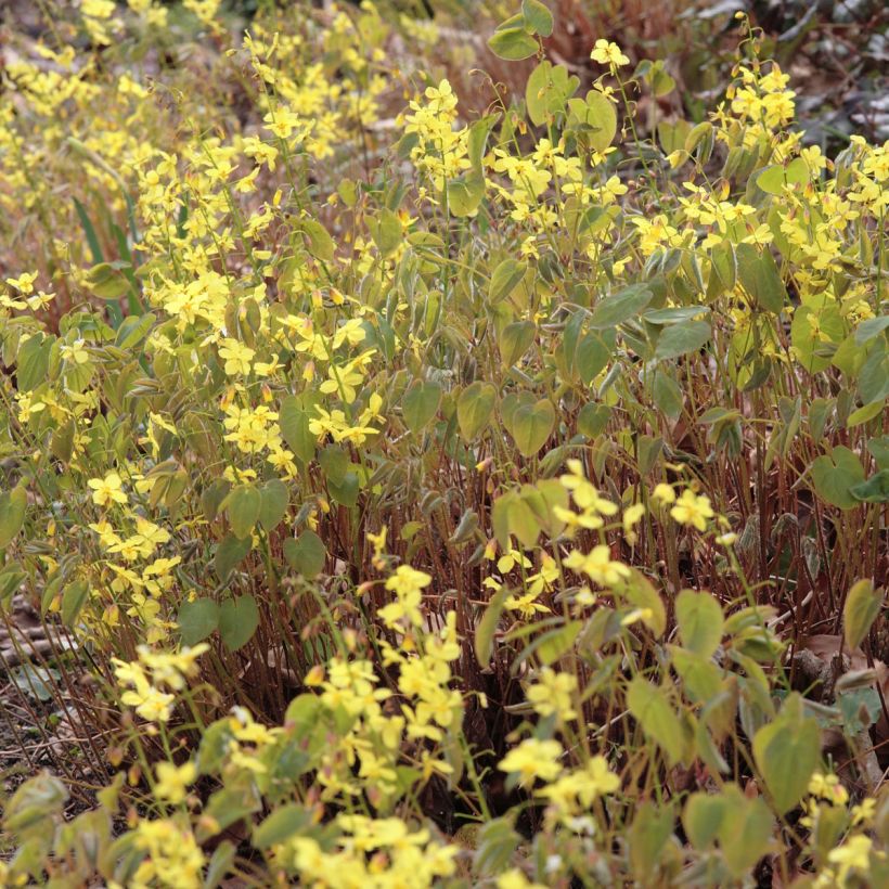 Epimedium pinnatum subsp. colchicum (Flowering)
