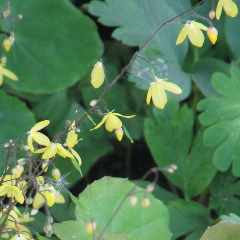 Epimedium platypetalum (Fioritura)