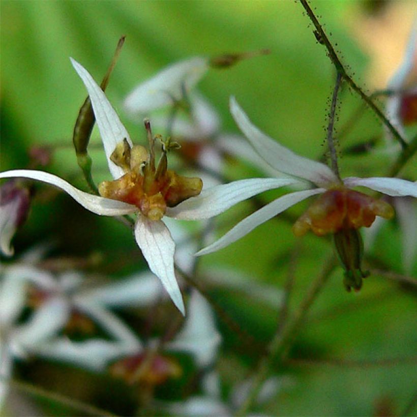 Epimedium pubescens (Fioritura)