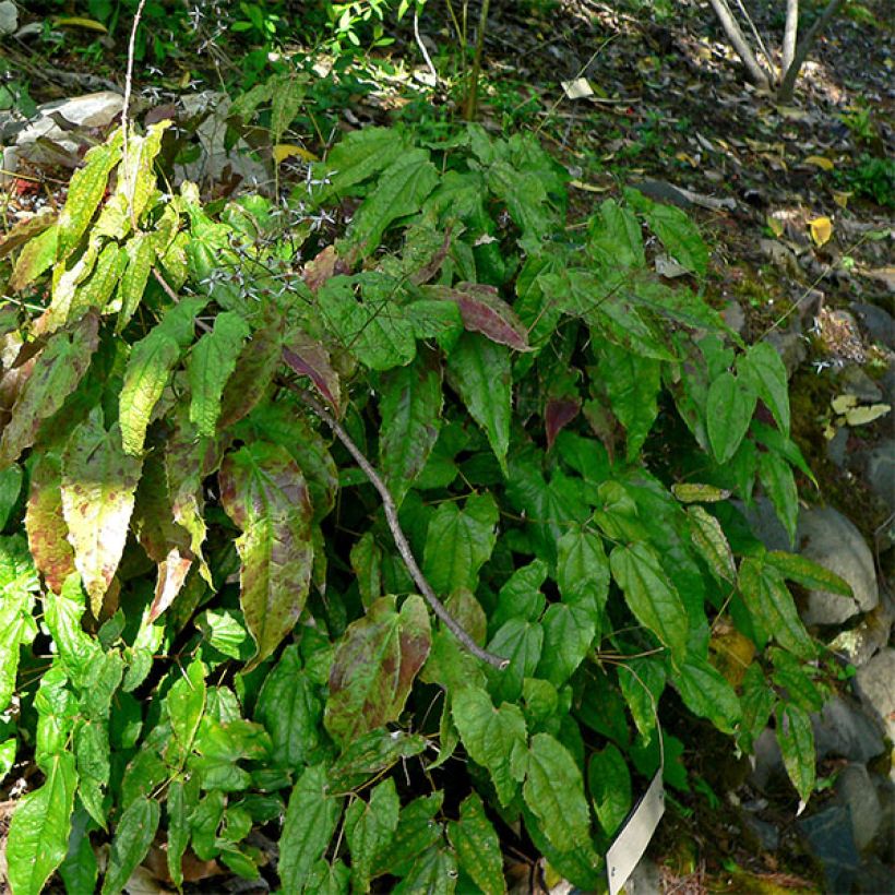 Epimedium pubescens (Porto)