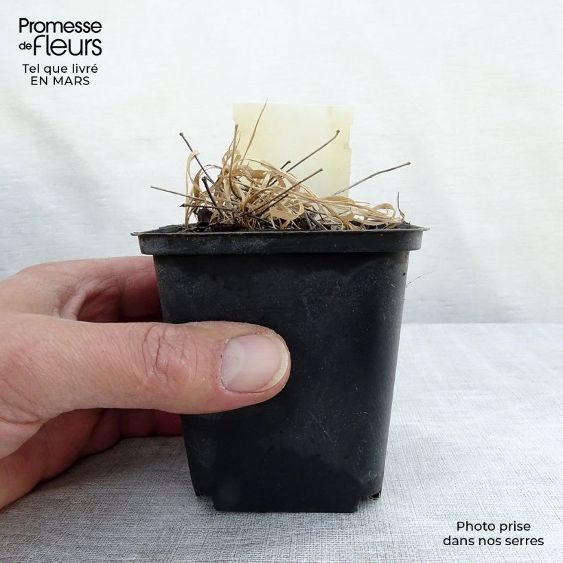 Example of Epimedium rubrum Vasetto da 8/9 cm as you get in printemps