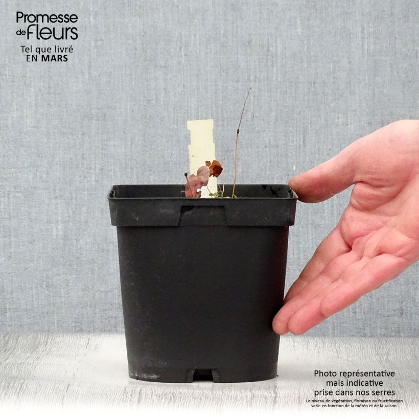 Example of Epimedium rubrum Vaso da 2L/3L as you get in printemps