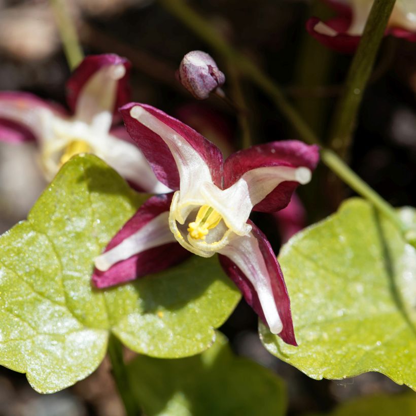 Epimedium rubrum (Flowering)