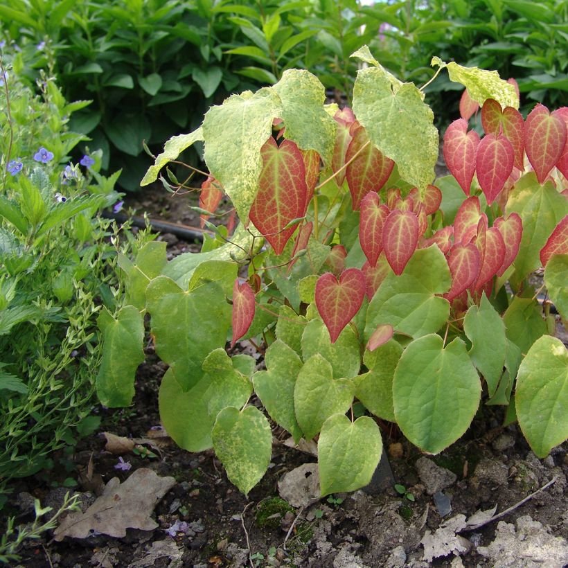 Epimedium rubrum (Plant habit)