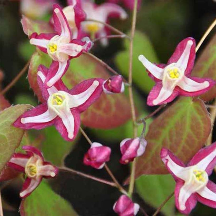 Epimedium rubrum Galadriel (Flowering)