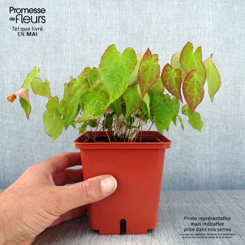 Example of Epimedium rubrum Galadriel Vaso da 1L/1,5L as you get in printemps