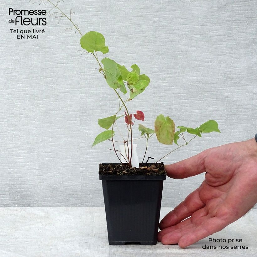 Epimedium stellulatum Wudang Star Vasetto da 8/9 cm esemplare consegnato in primavera