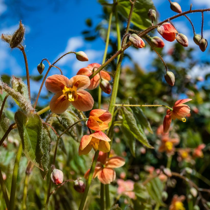 Epimedium warleyense (Flowering)