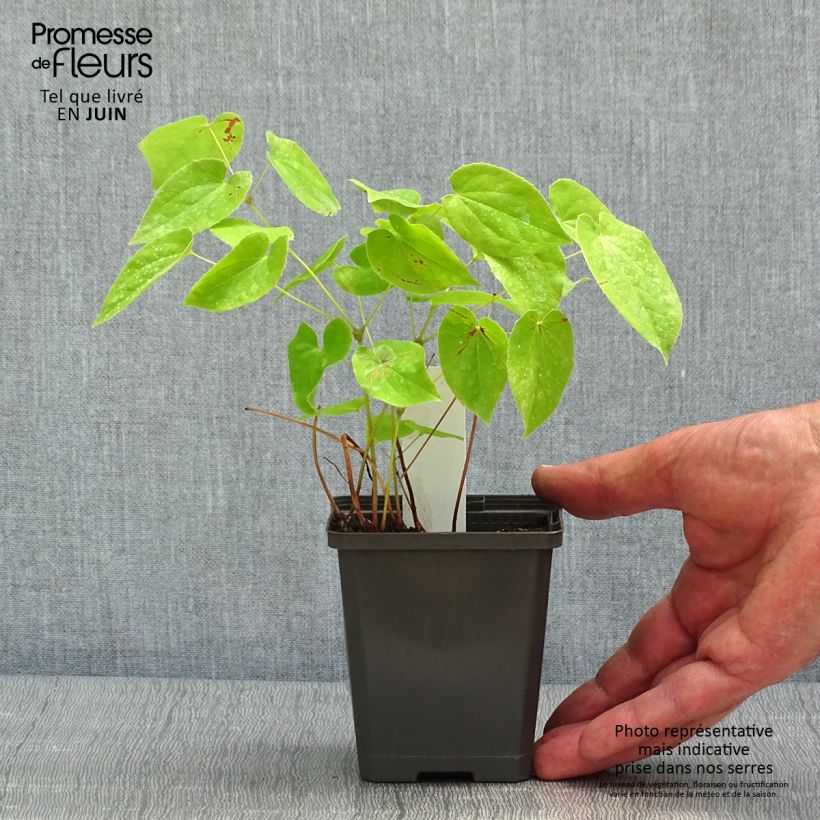 Example of Epimedium warleyense Vasetto da 8/9 cm as you get in printemps