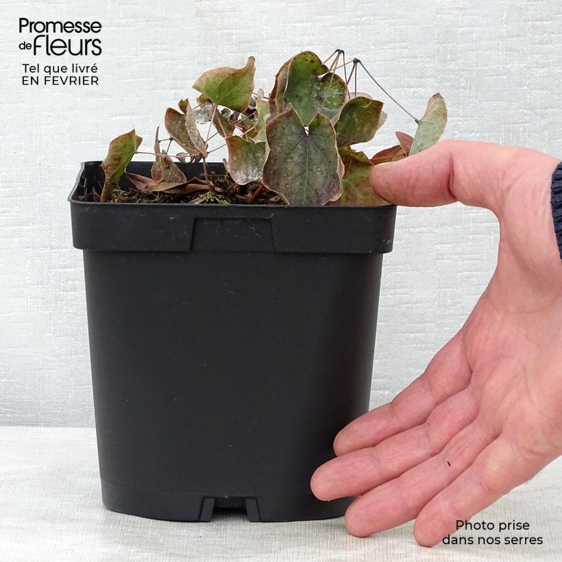 Example of Epimedium warleyense Vaso da 2L/3L as you get in hiver
