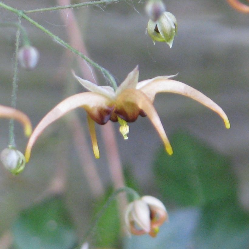 Epimedium wushanense (Fioritura)