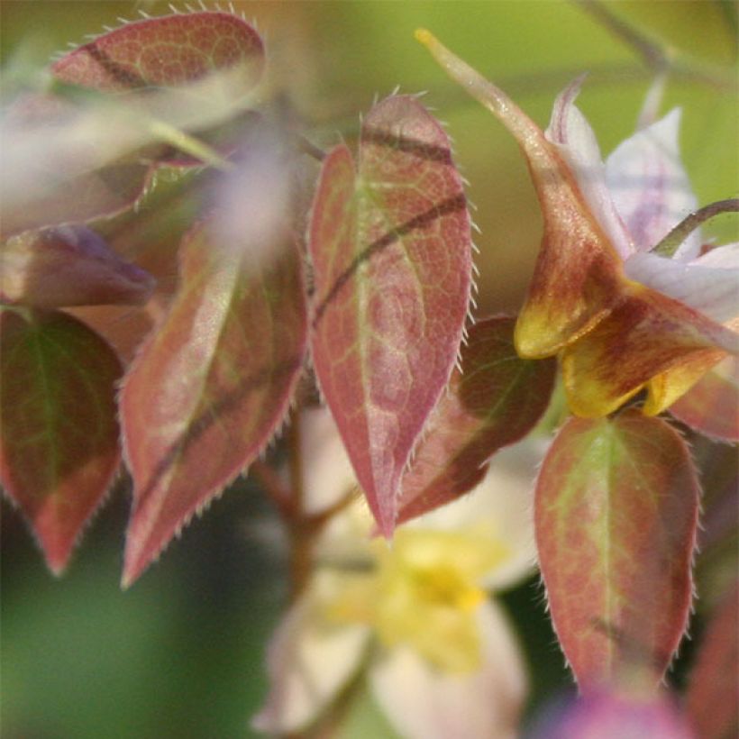 Epimedium Cupreum (Foliage)