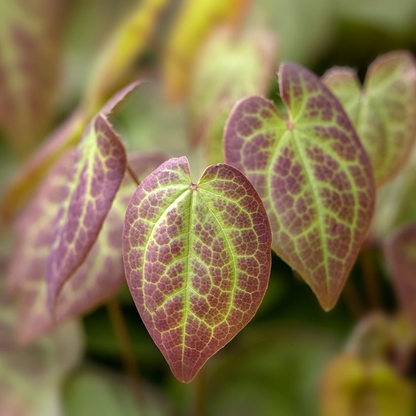 Epimedium versicolor Sulphureum (Fogliame)
