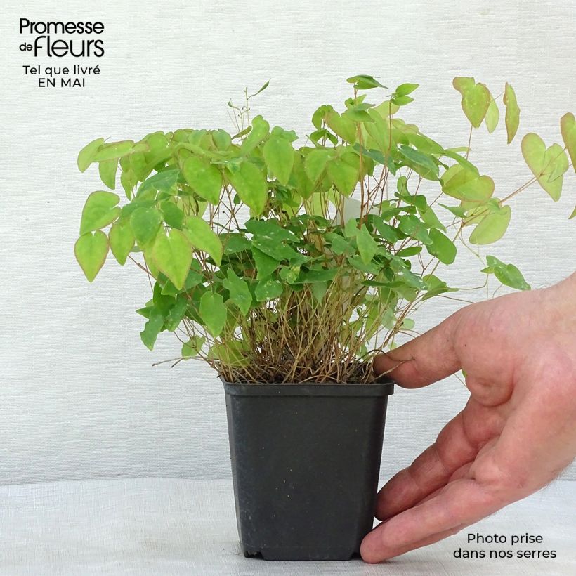 Epimedium youngianum Merlin Vasetto da 8/9 cm esemplare consegnato in primavera