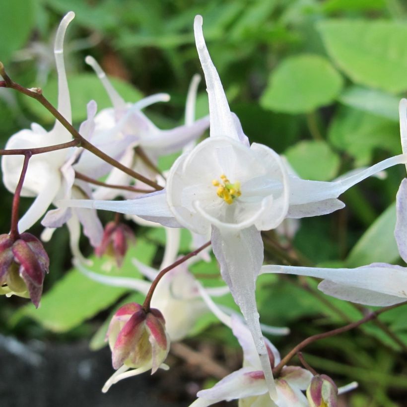 Epimedium youngianum Niveum (Fioritura)