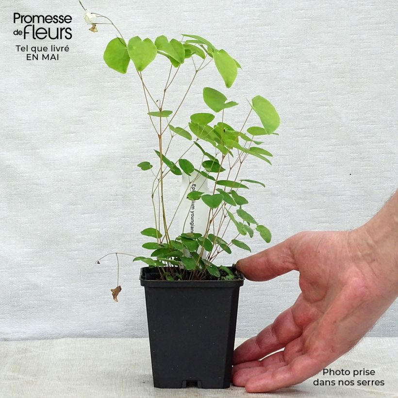 Epimedium youngianum Niveum Vasetto da 8/9 cm esemplare consegnato in primavera