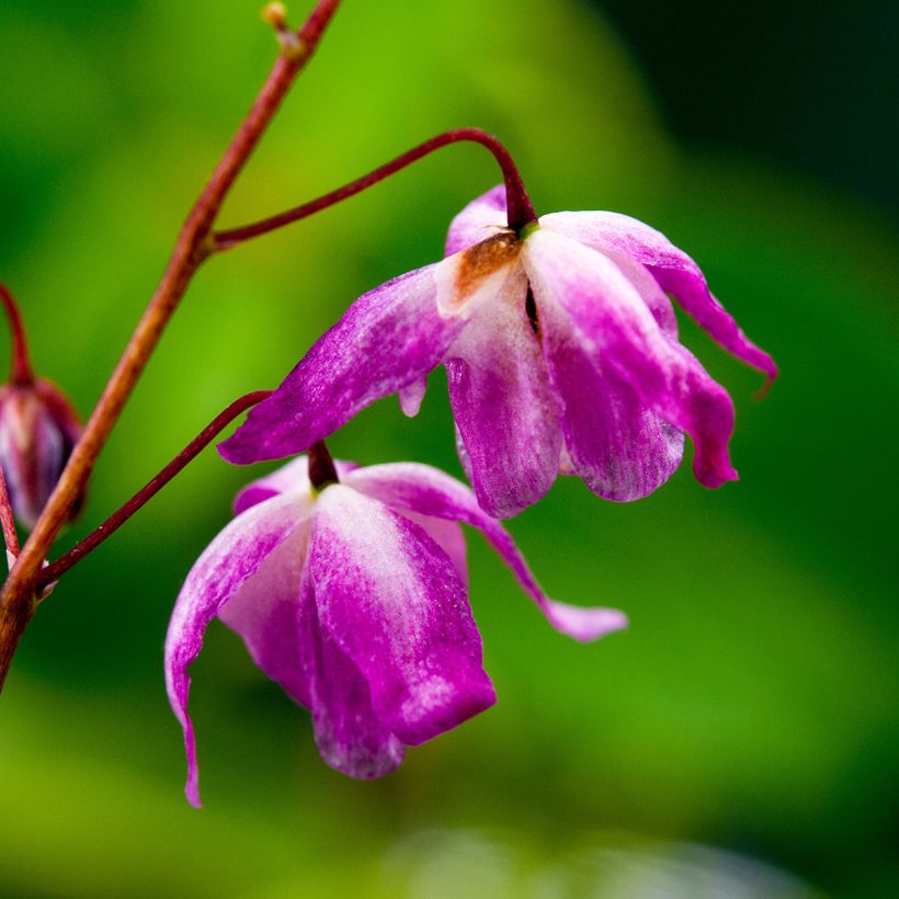 Epimedium youngianum Roseum (Fioritura)