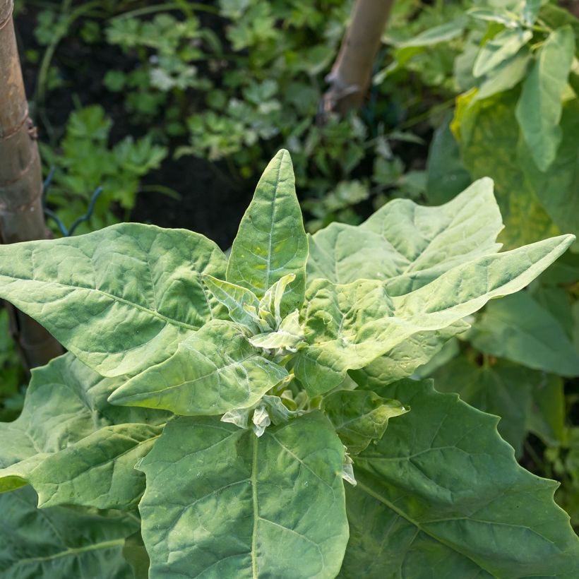 Spinacio Gigante de invierno (Foliage)