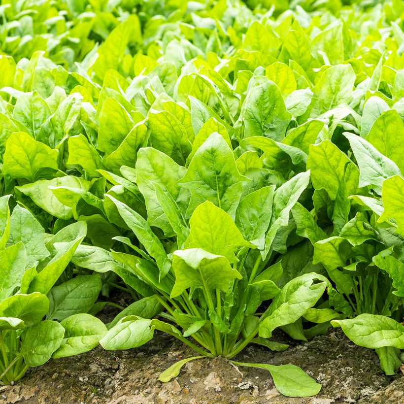 Bietola Perpetual (Porto)