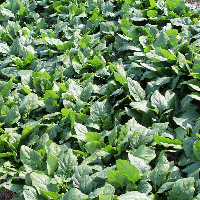 Spinacio Picasso F1 (Fogliame)