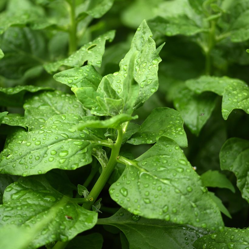 Tetragonia tetragonioides - Spinacio della Nuova Zelanda (Fogliame)