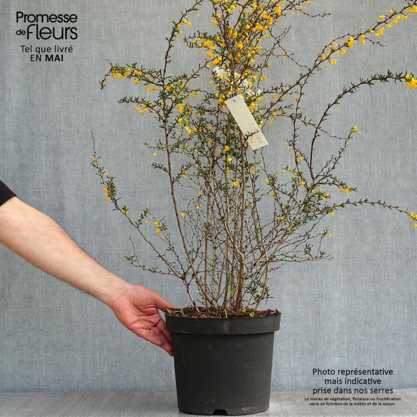 Berberis stenophylla - Crespino Vaso da 7,5L/10L esemplare consegnato in primavera