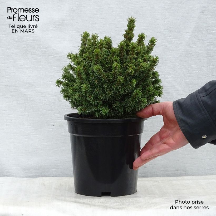 Example of Picea glauca Alberta Globe Vaso da 2L/3L as you get in printemps