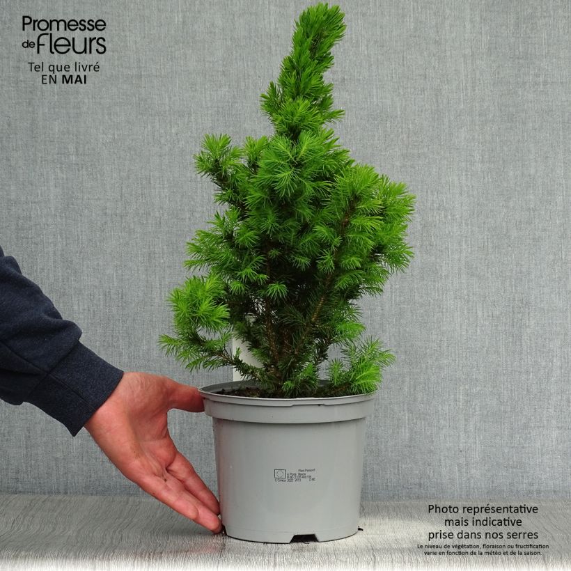 Example of Picea glauca Conica Vaso da 2L/3L as you get in printemps