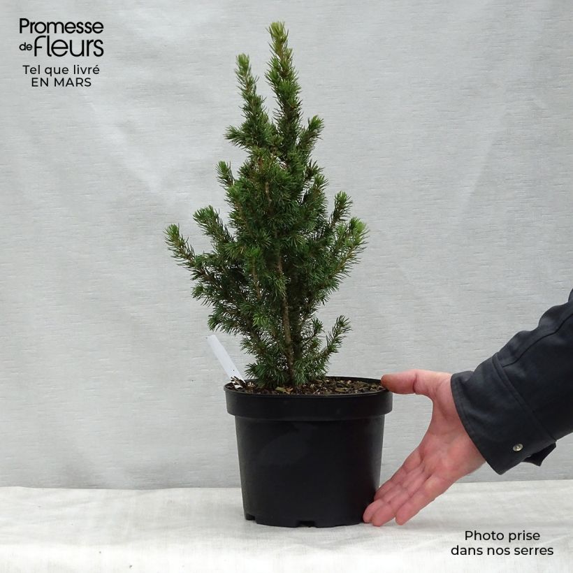 Example of Picea glauca Daisy's White Vaso da 2L/3L as you get in printemps