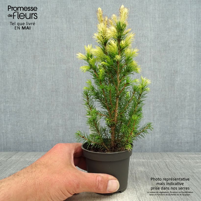 Example of Picea glauca Daisy's White Vasetto da 8/9 cm as you get in printemps