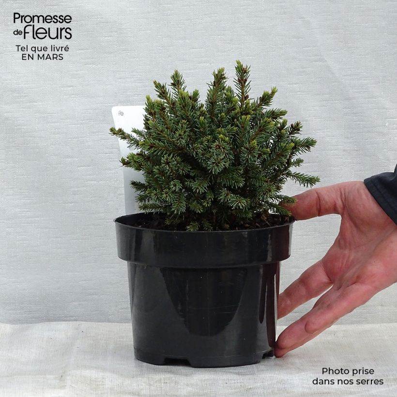Example of Picea glauca Echiniformis Vaso da 2L/3L as you get in printemps