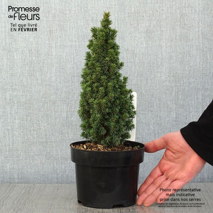 Picea glauca Piccolo Vaso da 2L/3L esemplare consegnato in inverno