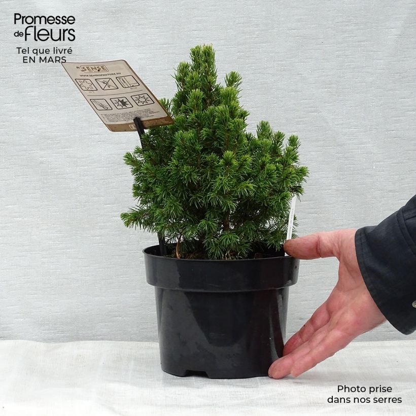 Example of Picea glauca Rainbow's End Vaso da 2L/3L as you get in printemps