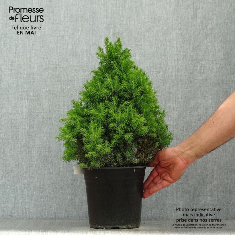 Picea glauca Sander's Blue Vaso da 4L/5L esemplare consegnato in primavera