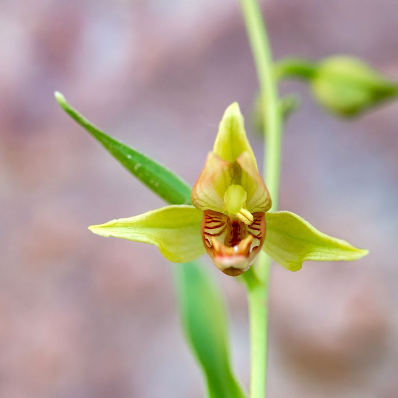 Epipactis gigantea (Fioritura)