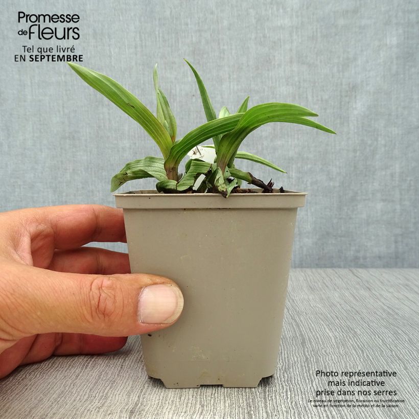 Esemplare di Epipactis palustris - Elleborine palustre Vasetto da 8/9 cm come consegnato in autunno