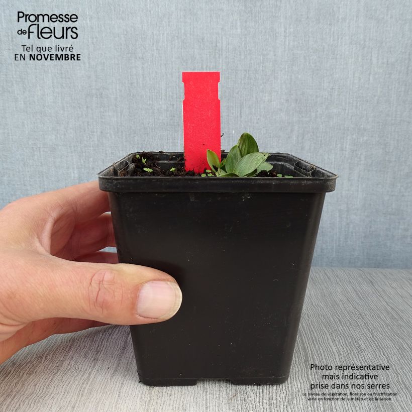 Esemplare di Epipactis palustris - Elleborine palustre Vaso da 1L/1,5L come consegnato in autunno