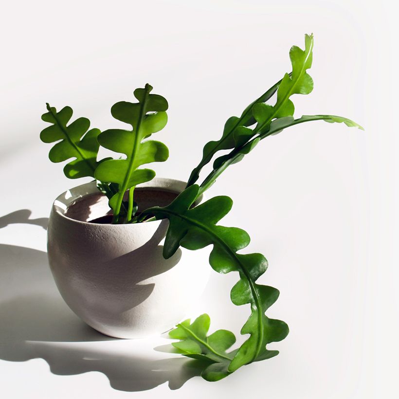 Epiphyllum anguliger - Cactus a lisca di pesce (Fogliame)