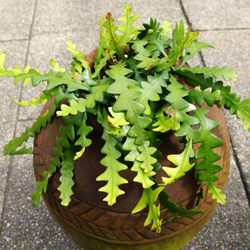 Epiphyllum anguliger - Cactus a lisca di pesce (Porto)