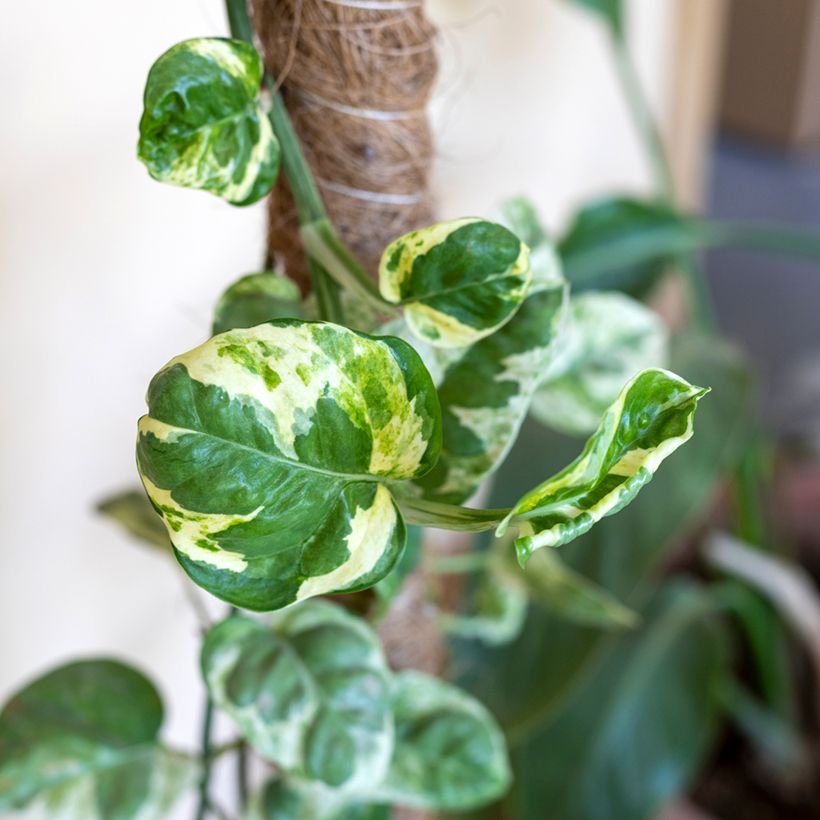 Epipremnum N'joy - Pothos (Fogliame)
