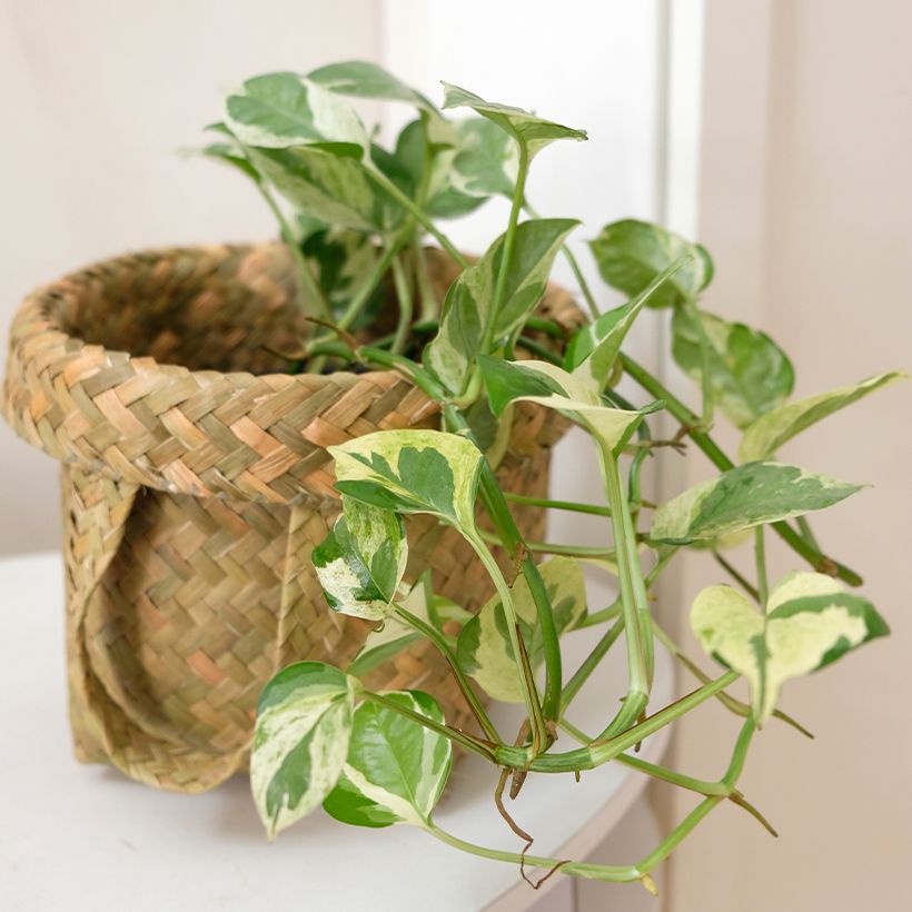 Epipremnum N'joy - Pothos (Porto)