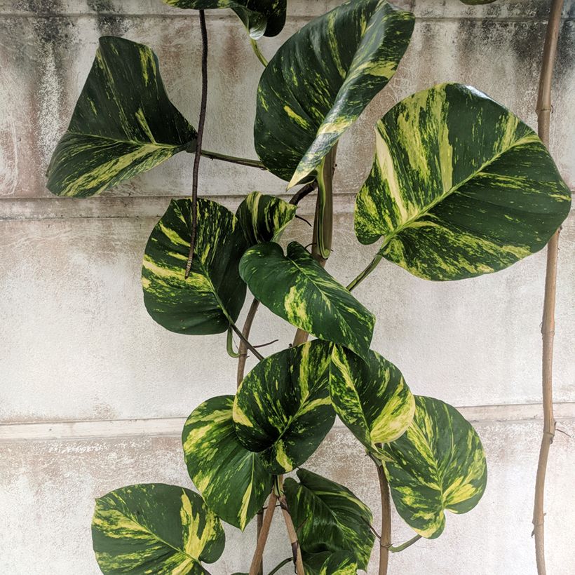 Epipremnum aureum - Pothos (Fogliame)