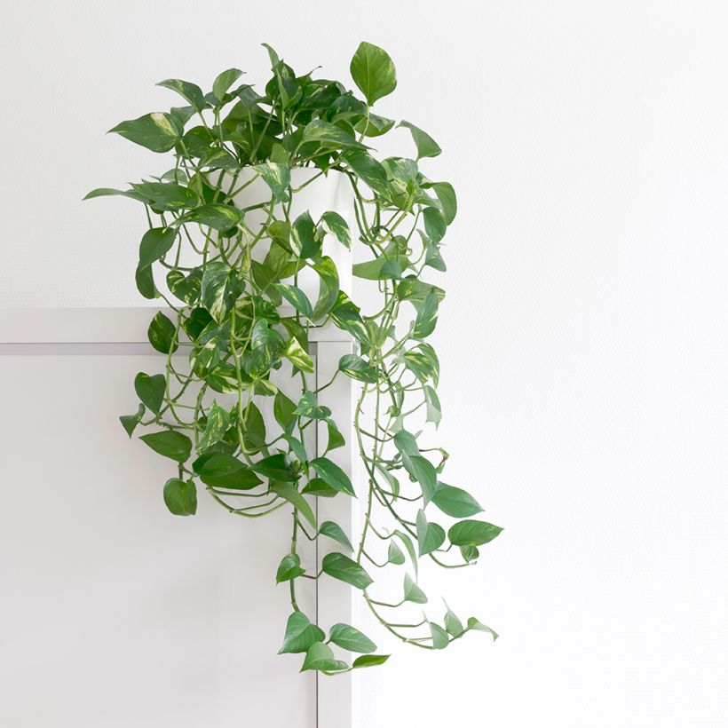 Epipremnum aureum - Pothos (Porto)