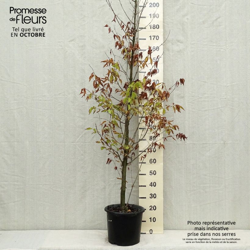 Esemplare di Acer carpinifolium Vaso da 7,5L/10L, Astone alto come consegnato in autunno