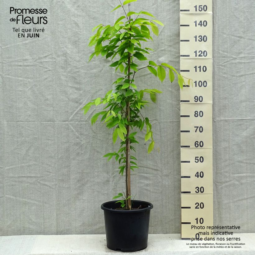 Example of Acer carpinifolium Vaso da 7,5L/10L, Astone alto as you get in printemps