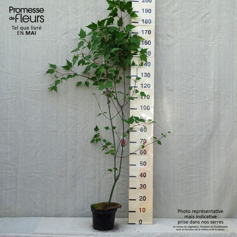 Example of Acer capillipes Vaso da 7,5L/10L, Astone alto as you get in printemps